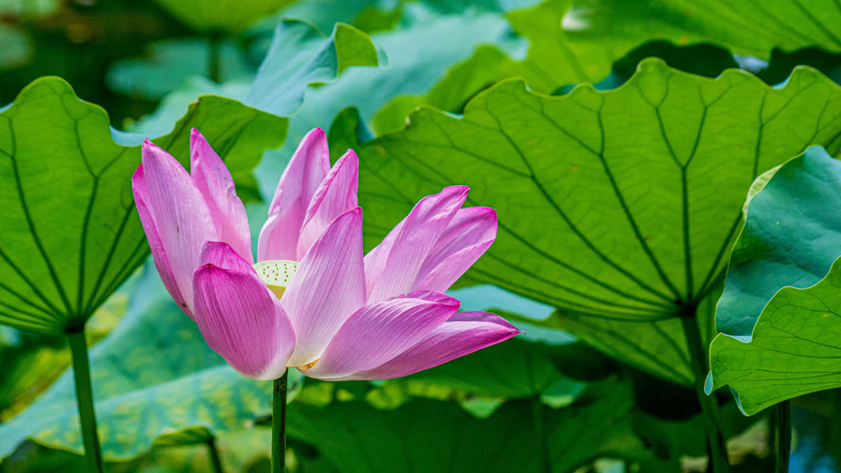 Lotus Lake